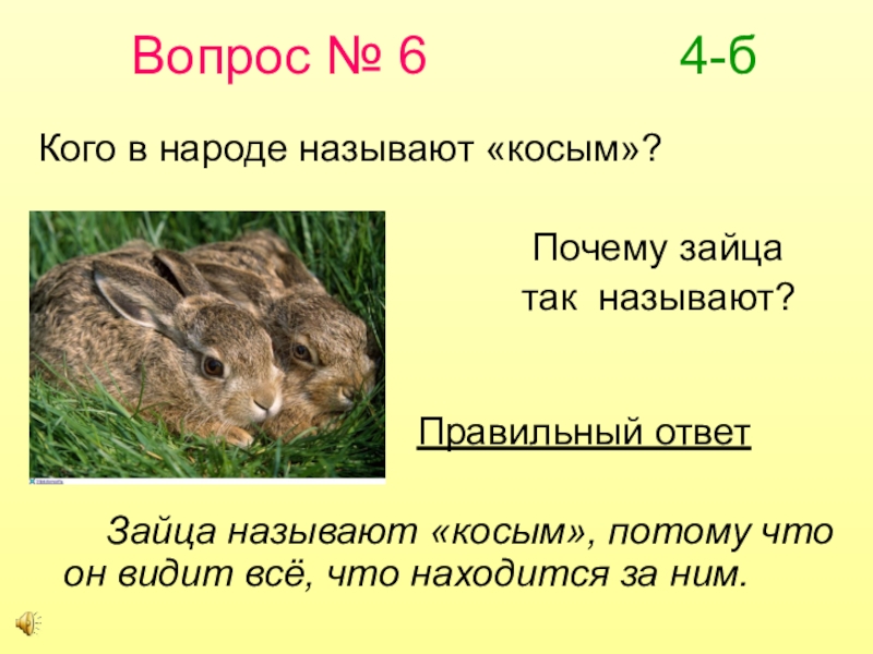 Текст издавна принято считать что трусливее. Почему зайца называют косым. Почему заяц косой. Вопросы про зайца. Почему зайца называют косым кратко.