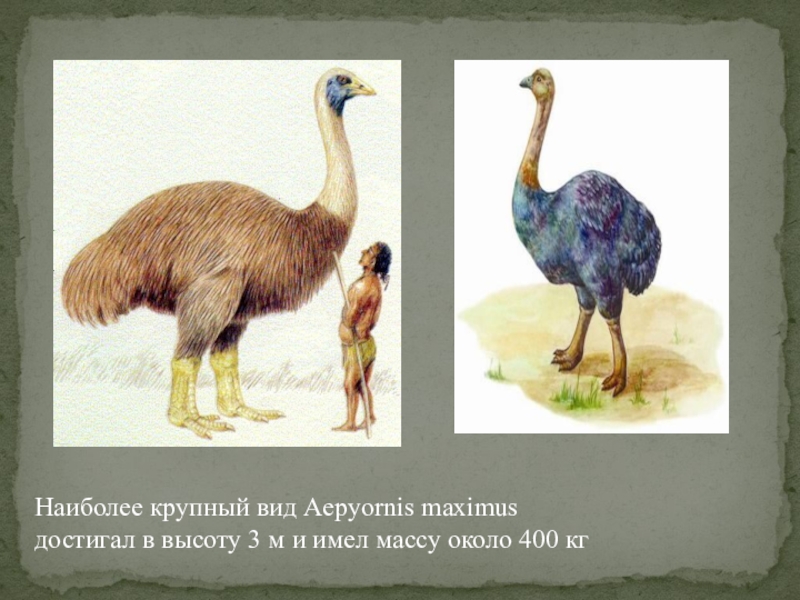 Наиболее крупный вид Aepyornis maximus достигал в высоту 3 м и имел массу около 400 кг