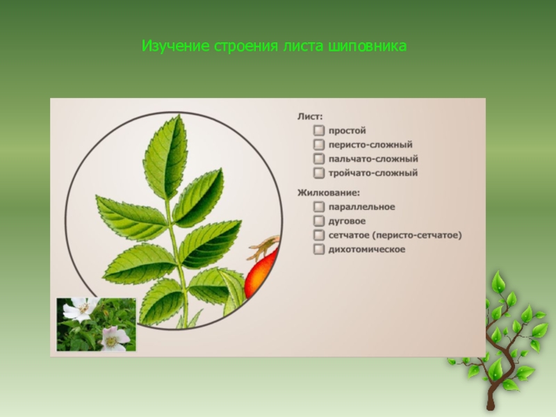 Рассмотрите изображение листа шиповника и выполните задание чем сложный лист отличается от простого