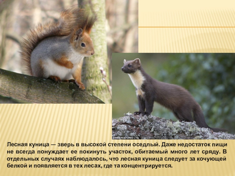 Лесная куница и белка. Лесная куница и белка. Лесная куница и белка. Куница соболь белка. Белка и куница взаимоотношения.