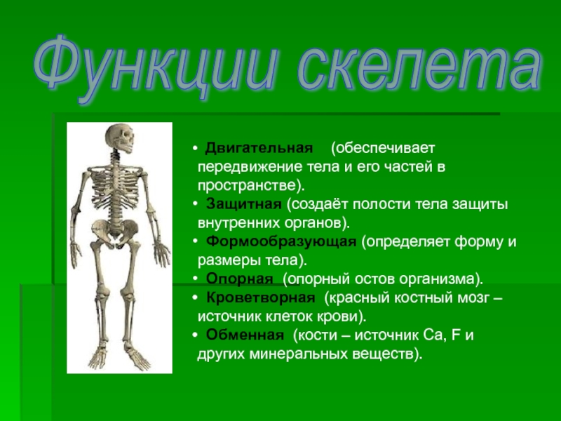Функции скелета позвоночника