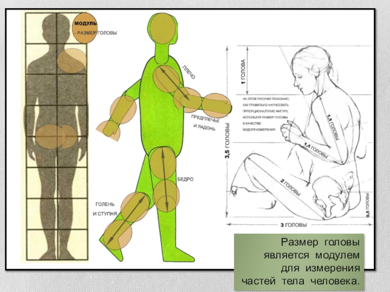 Размера части в. Размеры частей тела человека. Измерение частями тела. Размеры туловища человека. Размер головы человека.