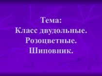 Презентация к уроку по теме: Класс двудольные. Розоцветные. Шиповник