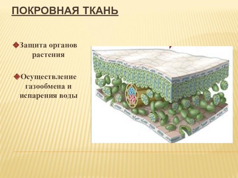 Покровные клетки. Покровная ткань растений газообмен. Покровная ткань. Защитная ткань растений. Покровная ткань обеспечивает.