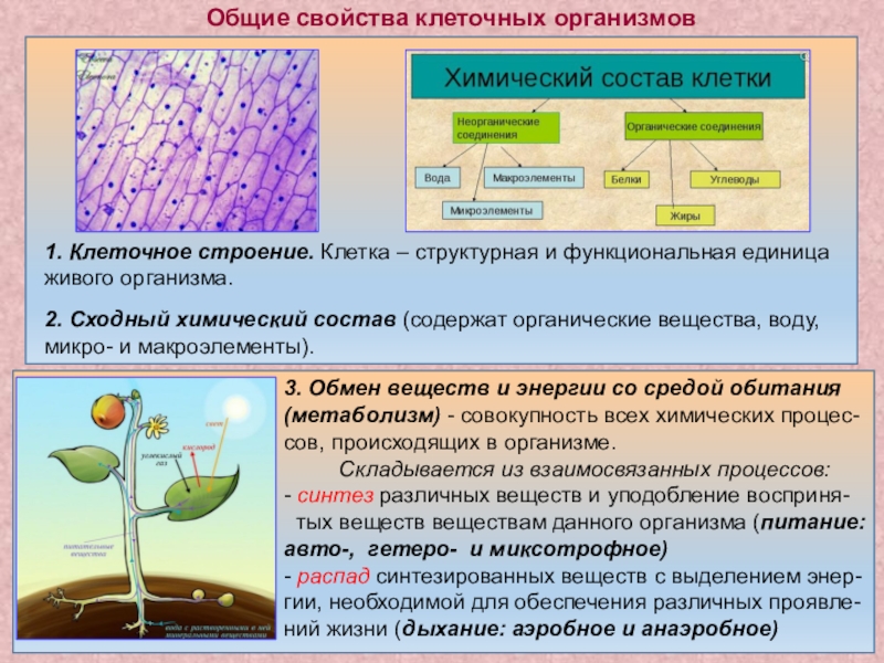 Темы для проекта по биологии 11 класс с исследованием