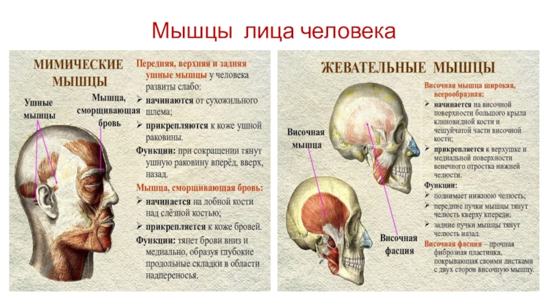 Функции жевательных мышц. Мышцы головы мимические и жевательные таблица. Мышцы головы мимические и жевательные. Жевательные мышцы головы. Функции мышц лица.