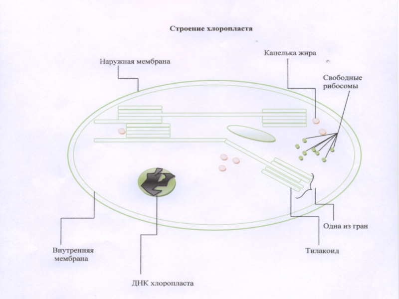 Хлоропласт состоит из плоских цистерн