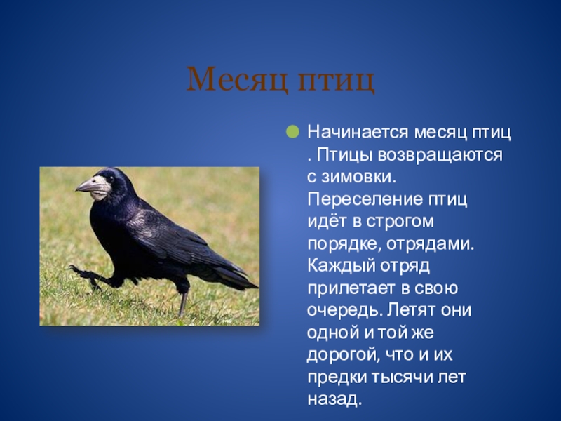 Какой город птицей. Птица начинается на г. Какой город птицей начинается а зверьком кончается. Месяц птиц. Какой город птица начинается.