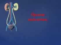 Презентация по биологии на тему Выделение(8 класс)