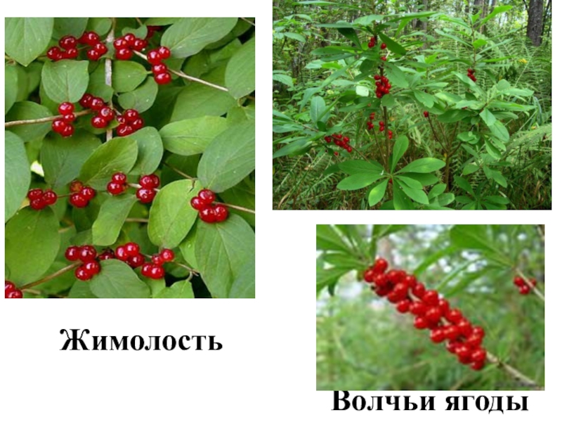 Ядовитые ягоды россии фото и названия