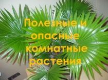 Исследовательская работа Полезные и опасные комнатные растения