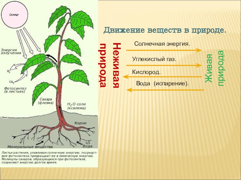 Заполните схему механизм движения воды по растению