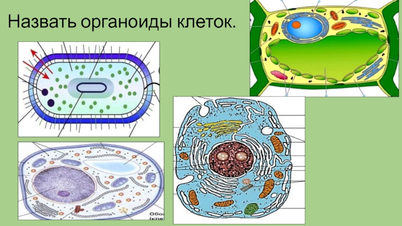 Схема клетки живых организмов