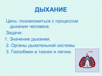 Презентация по теме Дыхание