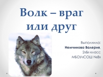 Исследовательская работа  Волк -враг или друг