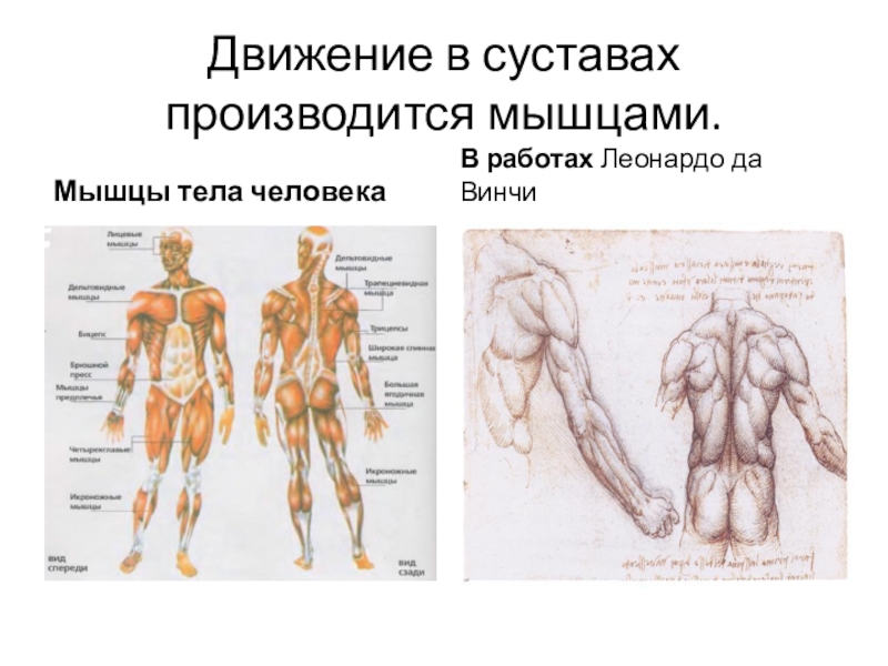 Строение мышц 8 класс