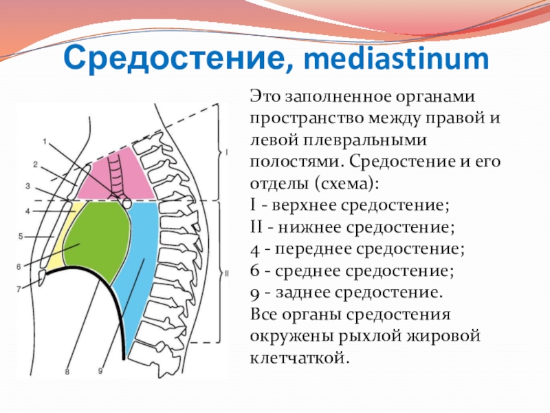 Средостение топографическая анатомия презентация