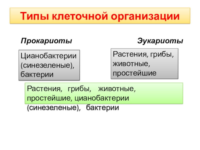 5 типов клетки. типы организации растительных клеток. типы клеток человека. какие бывают типы клеток.