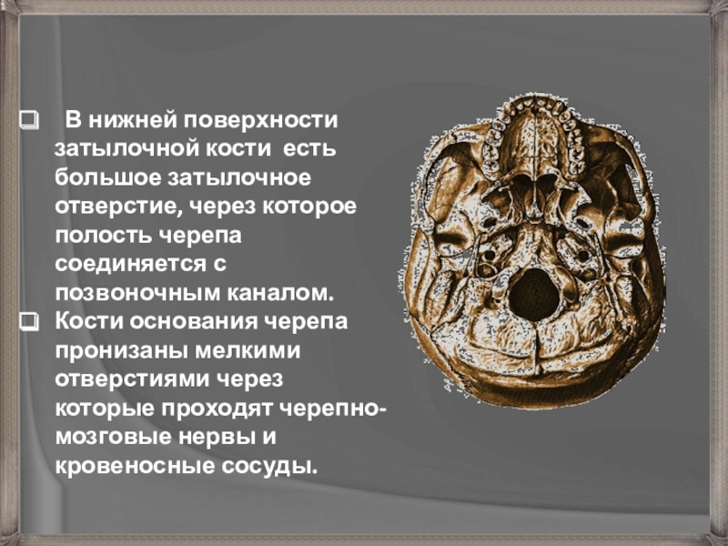 Четыре года тому назад косте было. Затылочное отверстие у человека и обезьяны. Затылочное отверстие у обезьян. Затылочное отверстие черепа обезьян.