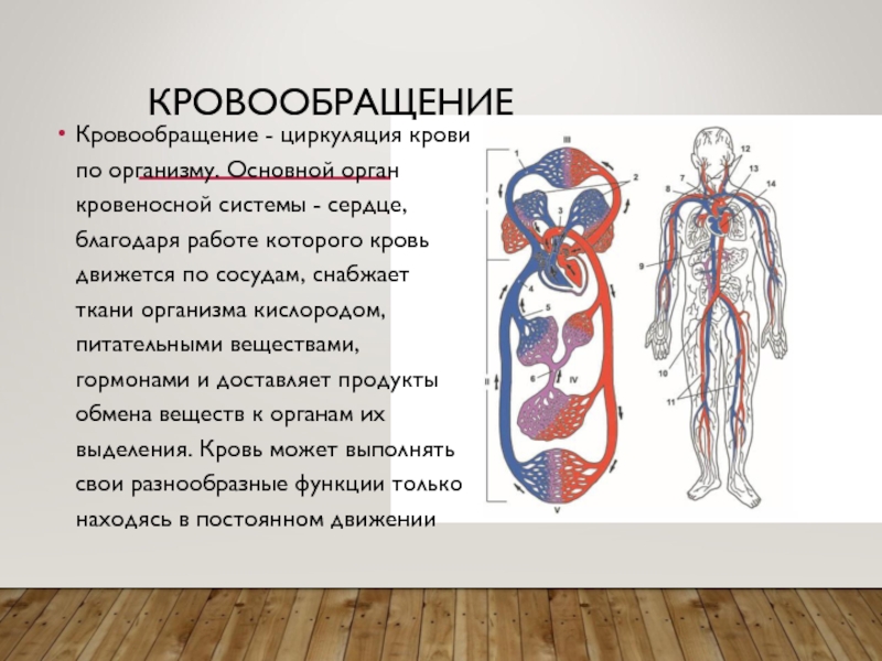 Основные органы кровообращения. Органы кровообращения. Органы кровеносной системы. Сердце и кровеносная система это органы. Сердце главный орган кровеносной системы.