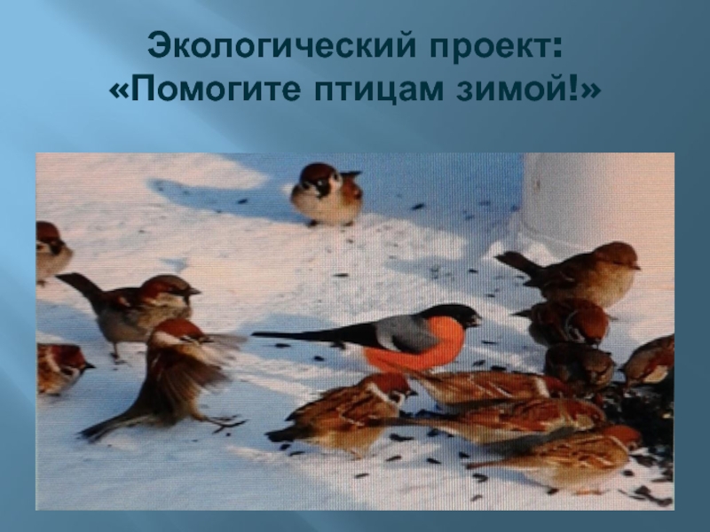 Презентация Презентация Экологический проект: Помогите птицам зимой