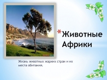 Животные Африки для дошкольников