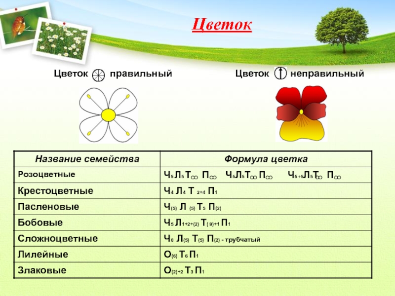 10 формула цветка. Формула цветка 5 класс биология. Формулы цветков 5 класс биология. Семейства растений формулы цветков. Формула цветка 6 класс биология.