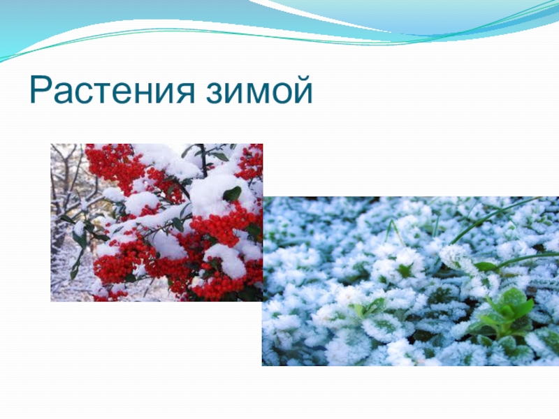 Жизнь растений зимой 2 класс презентация. Зимующие растения. Растения зимой презентация. Зима в мире растений. Жизнь растений зимой.