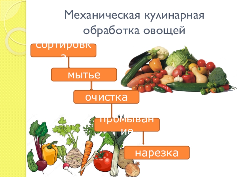 Обработка продуктов овощи. Технологическая схема механической кулинарной обработки овощей. Схема механической кулинарной обработки плодовых овощей. Механическая кулинарная обработка овощей 5 класс технология. Технологическая схема первичной обработки овощей.