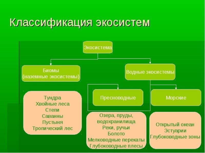 11 класс биология презентация экологические сообщества