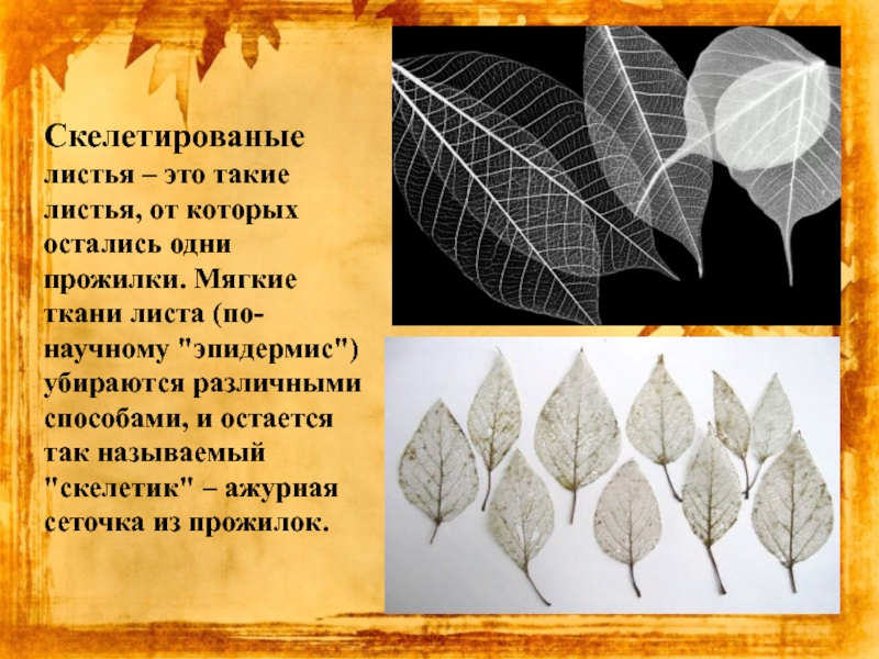 Оставшиеся листья. Скелетирование листа. Скелетирование гербарий. Листья из которых делают скелетики. Прожилки на листьях как называются.