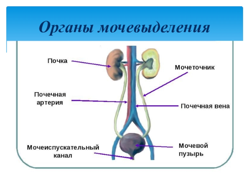 Презентация по выделительной системе человека