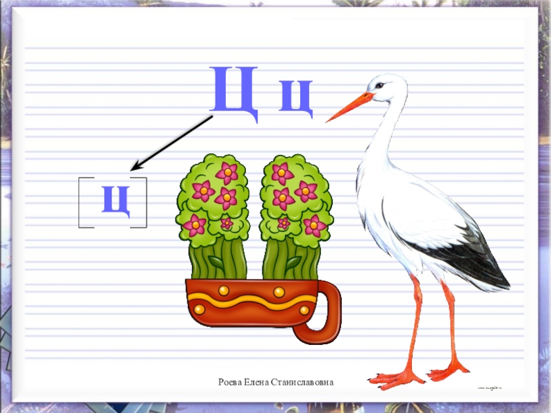 Буква ц 1 класс. Предметы на букву ц. Буква ц в виде. Предметы похожие на букву ц. Слова похожие на букву ц.