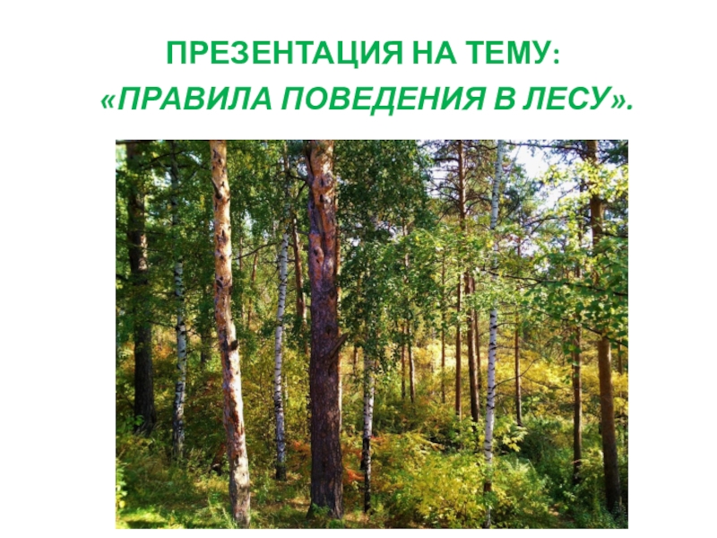 Презентация Правила поведения в лесу