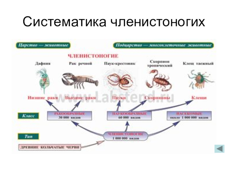 Схема тип членистоногие