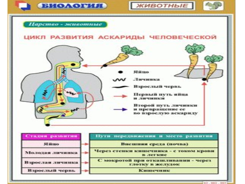 Биология электронный