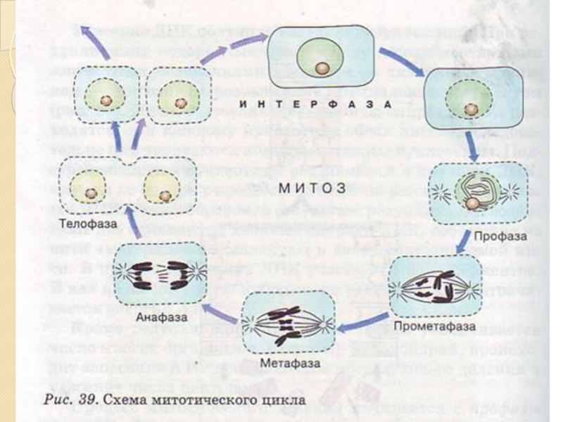 Жизненный цикл клетки схема