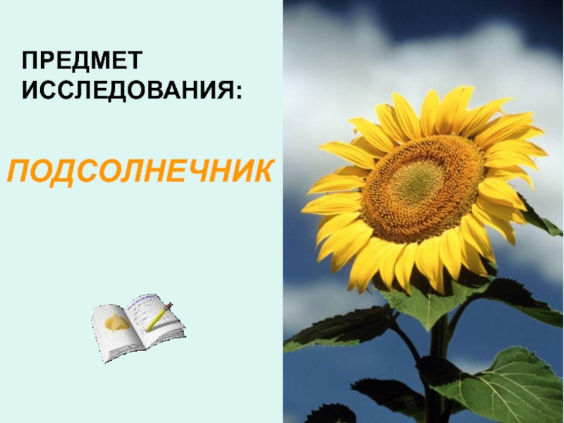 Биология подсолнечника. Подсолнух Сложноцветные. Систематика подсолнуха. Проект подсолнечник. Паспорт подсолнечника.