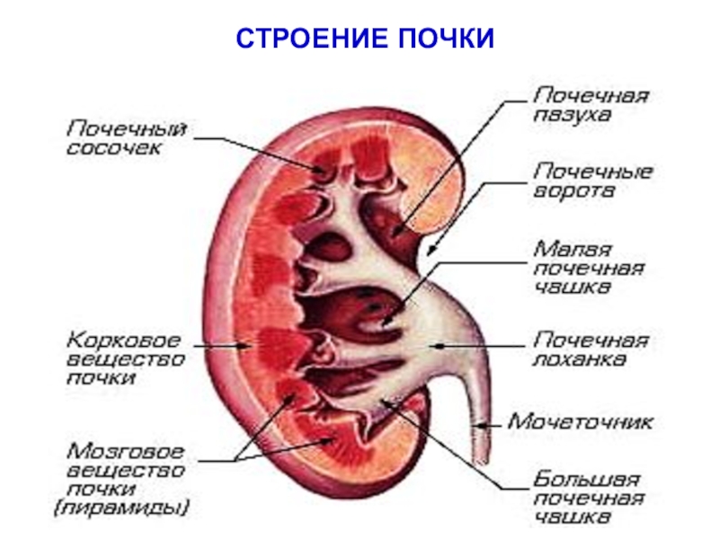 Строение и функции мочевыделительной системы 8 класс презентация