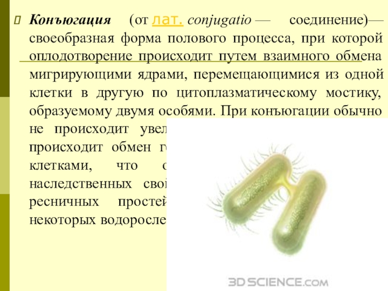 Что такое конъюгация в биологии. Конъюгация. Конъюгация это в биологии. Понятие конъюгация. Конъюгация у живых организмов это.