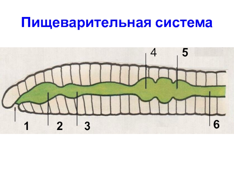 Дождевой червь рисунок с обозначениями