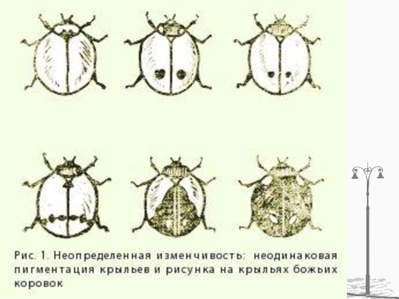 Определенная изменчивость. Индивидуальная изменчивость Дарвин. Неопределенная изменчивость Дарвин. Неопределенная наследственная изменчивость. Неопределенная индивидуальная изменчивость примеры.