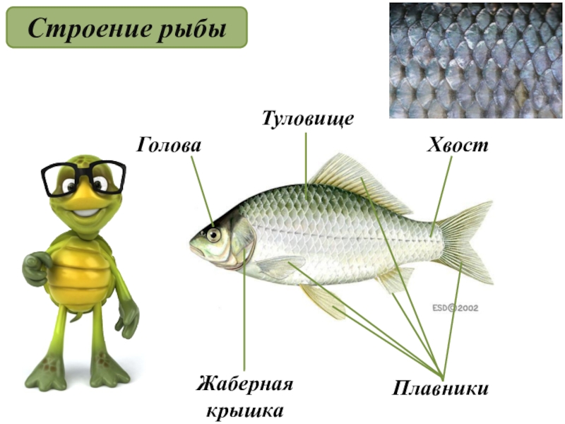 Картинка строение рыбы для дошкольников