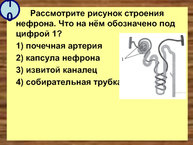 Под цифрой один на рисунке обозначен. Строение нефрона. Рассмотрите рисунок строения нефрона. Рассмотрите строение нефрона. Рассмотрите рисунок строения нефрона под цифрой 1.