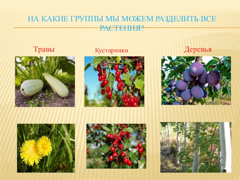 Культурные растения группы