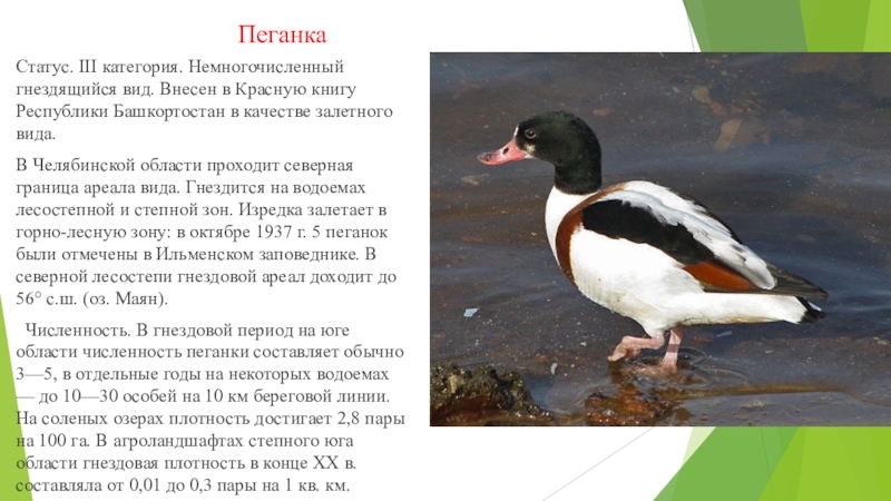 утки занесенные в красную книгу. мандаринка птица красная книга. утка мандаринка краснокнижная. красная книга россии птица мандаринка. утки занесенные в красную книгу.