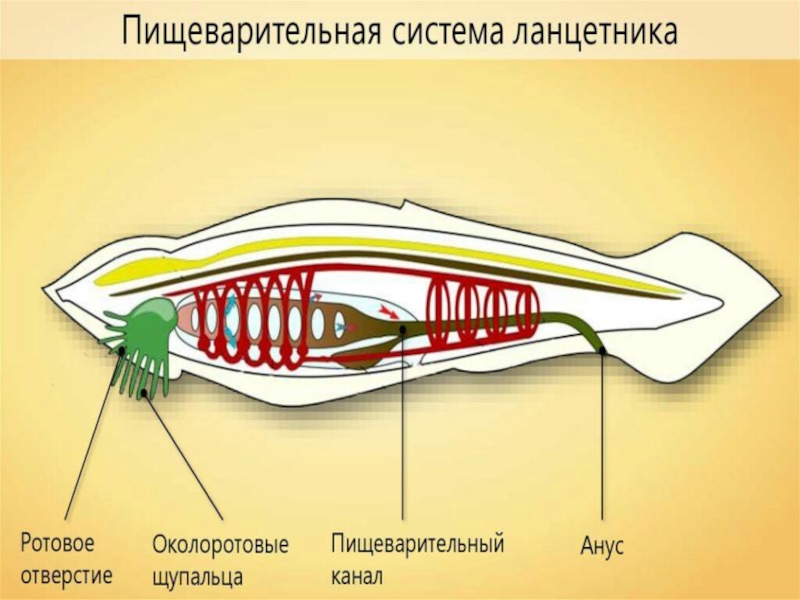 Ланцетник рисунок биология