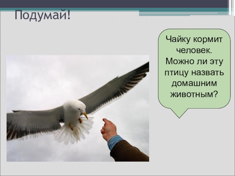 Подумай!Чайку кормит человек. Можно ли эту птицу назвать домашним животным?