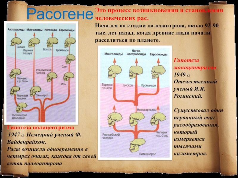 Схема полифилии вейденрейха