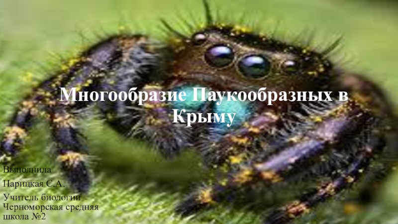 Презентация Презентация Многообразие паукообразных Крыма